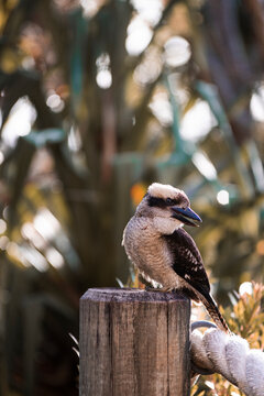 Kookaburra
