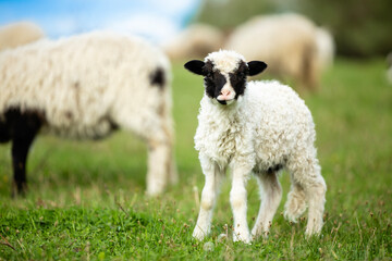 Fototapeta premium Cute little lamb standing on grass on sunny day. Sheep pasture and domestic animals husbandry.