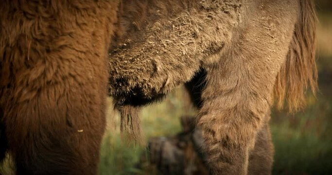 Close up fur on the scrotum of European Bison Or Bison Bonasus, Also Known As Wisent Or European Wood Bison In Forest.