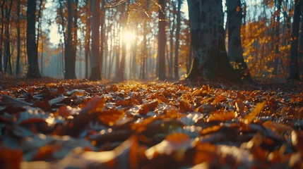 Wandaufkleber The golden hues of an autumn forest, with leaves in varying shades of orange, red, and yellow. The scene captures the seasonal change in full swing, with a carpet of fallen leaves covering the ground  © Muzammil Elahi