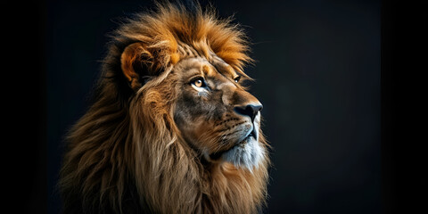 A lion's head is shown against a golden background 
