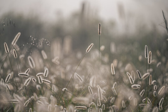 Foxtail In Morning Light