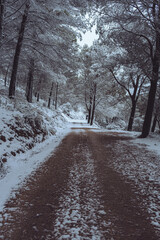 Fototapeta premium Nevada en la montaña solitaria de la sierra de Jaén