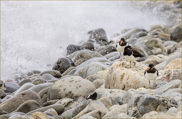 Eurasian Oyster Catchers stood on some rocks on the shore