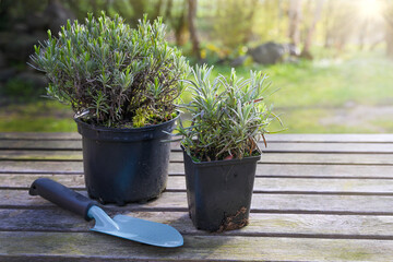 Two potted lavender plants (Lavandula angustifolia) and a shovel on a rustic wooden table in the evening sun in the garden, ornamental, aromatic herbs for planting, copy space