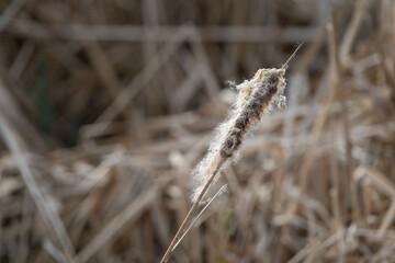 Flying reed seeds on a stem.