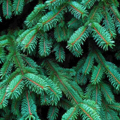 Fototapeta na wymiar Green pine needles