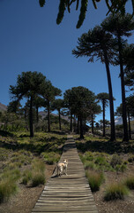 dog walking through the forest
