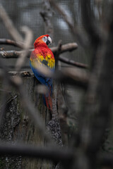 Ara aracanda parrot in an outdoor aviary.
