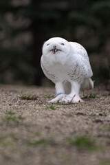 Snowy owl on gravel with a rat.