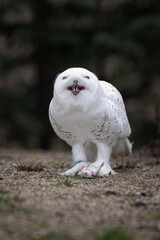 Snowy owl on gravel with a rat.