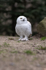 Snowy owl on gravel with a rat.