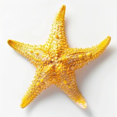A yellow Starfish on White Background.