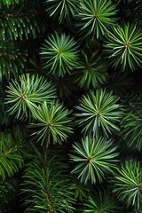 Naklejka na ściany i meble Green pine needles