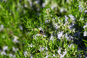 A bumblebee collects pollen from a flower. Rosemary plant.