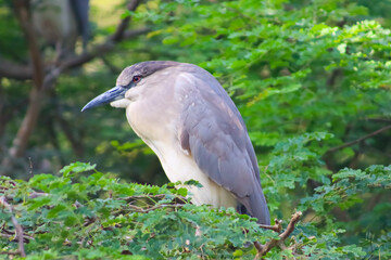 Black Crowned Night Heron Bird On The Tree With Green Leaves Background