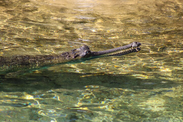 Obraz premium Crocodile Swimming In The Lake In Mumbai Zoo