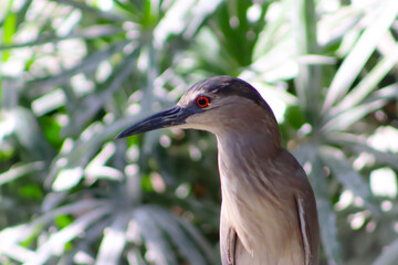 Black-crowned night heron bird closeup