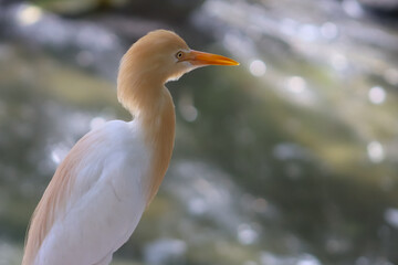 Egret Bird With Yellow Beak Head Closeup