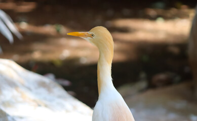 Great Egret Bird Closeup Face In The Bird Park