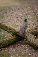 Female peacock on cross trunk.