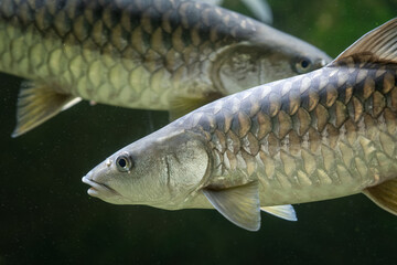 Giant mahsir fish under the surface. © lapis2380