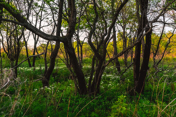 A picturesque green meadow near a forest on the outskirts of a village during sunset. Feeling of freedom, happiness, nostalgia. Tavrichanka, Primorsky Krai, Russia