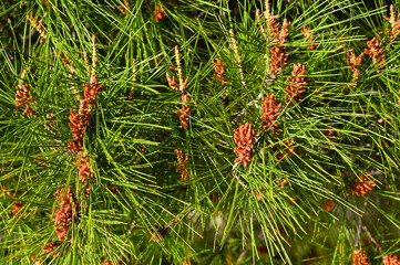 Pine tree flowers. Flowers and needles on a branch of an evergreen tree.