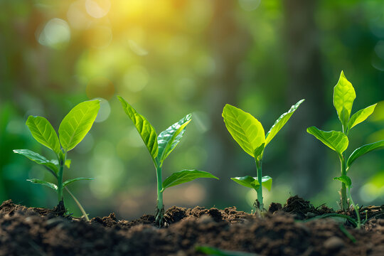 Plant seedlings or little trees growing on rich soil and gentle sunlight with blurred green backgrounds.