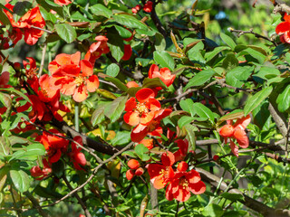 Flower Japanese Quince Latin Chaenomeles speciosa Chaenomeles laganaria, Cydonia lagenaria, Cydonia speciosa, Pyrus japonica - 777752298