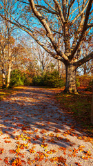 Autumn leaves of maple trees on the footpath, vibrant New Engalnd fall landscape with fallen foliage on the ground along the coastal trails on Cape Cod, Massachusetts, USA