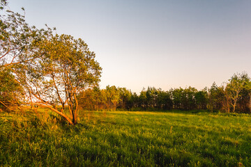 A picturesque green meadow near a forest on the outskirts of a village during sunset. Feeling of...