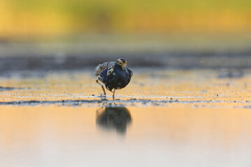 Ruff (Calidris pugnax) male in the wetlands at dawn looking for food in summer.