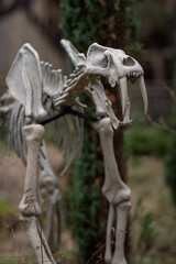 Figurine of the skeleton of the prehistoric beast saber-toothed tiger.