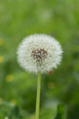 Close-up of a Dandelion (Taraxacum) seed head in a field 