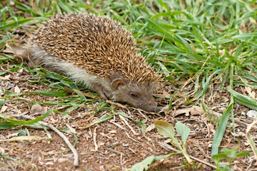 Southern white-breasted hedgehog (Erinaceus concolor) is a hedgehog native to Eastern Europe and...