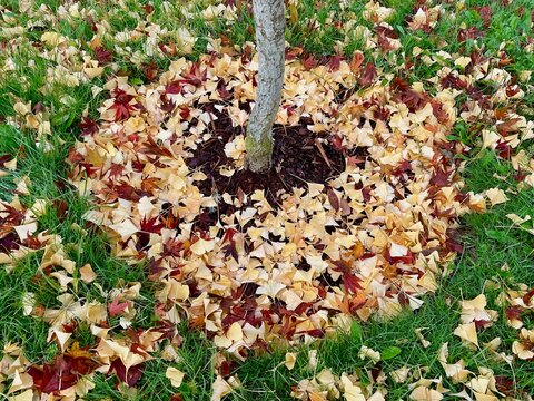Fallen gingko and maple leaves on lawn