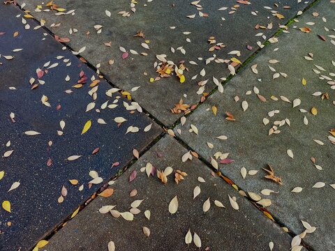Scattering of fallen leaves on urban sidewalk