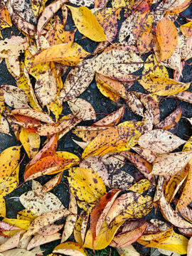 Wet cherry tree leaves in autumn