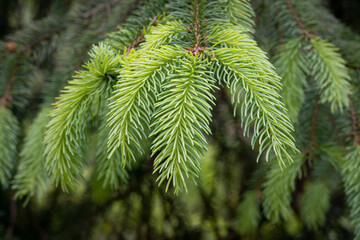 pine needles