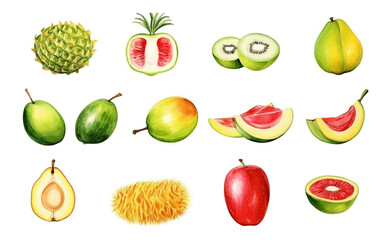 Watercolor fresh summer and tropical fruits set isolated on white background