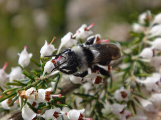 Ashy mining bee (Andrena cineraria), female on white heather