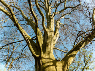 Copper beech Fagus sylvatica purpurea tree trunks and bare branches - 777756443