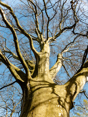 Copper beech Fagus sylvatica purpurea tree trunks and bare branches - 777756610