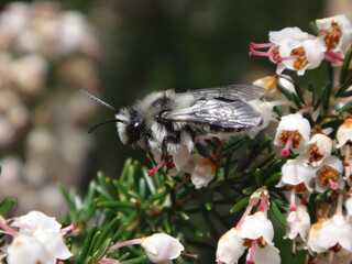 Ashy mining bee (Andrena cineraria), male on white heather