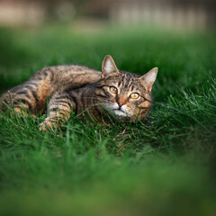 Naklejka na ściany i meble tabby cat resting on lawn outside cat walk beautiful pet portraits