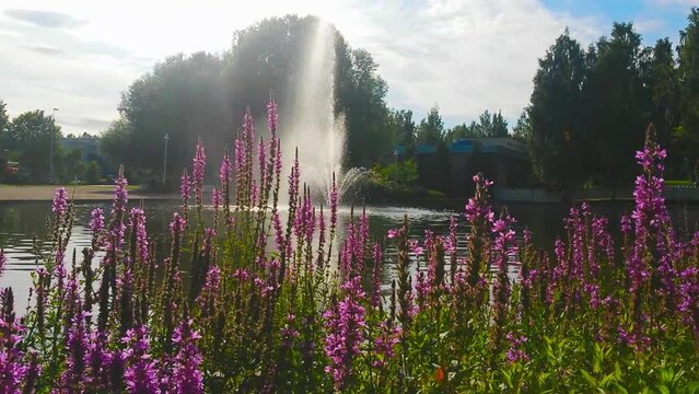 Beautiful fountain in middle of city park garden pond with pink flowers and water sparkles. Purple loosestrife, Lythrum Virgatum L.Finland gardening. 