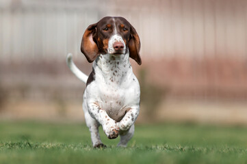 piebald dachshund dog running on green grass photo of pets on a walk outside