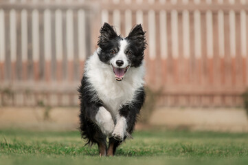 a senior border collie dog runs on a green yard