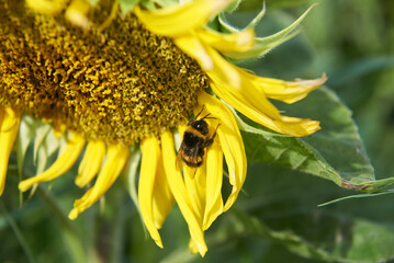 Bumblebee on sunflower